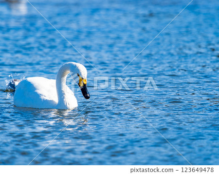 東京都荒川上過冬的優雅美麗的天鵝 123649478