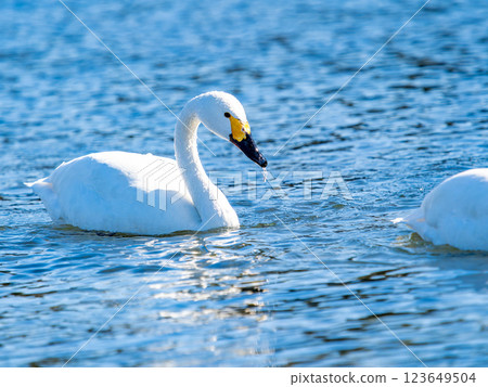 東京都荒川上過冬的優雅美麗的天鵝 東京都荒川上過冬的優雅美麗的天鵝 123649504
