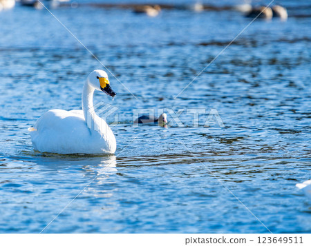 Graceful and beautiful swans wintering on the Arakawa River in the Tokyo metropolitan area 123649511