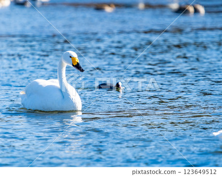 Graceful and beautiful swans wintering on the Arakawa River in the Tokyo metropolitan area 123649512