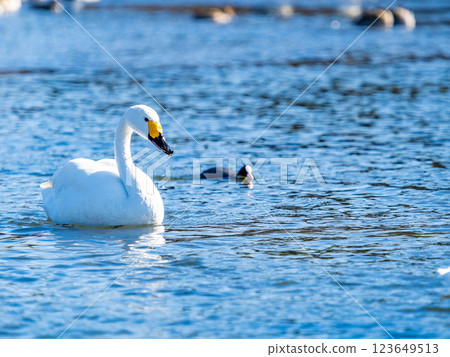 Graceful and beautiful swans wintering on the Arakawa River in the Tokyo metropolitan area 123649513