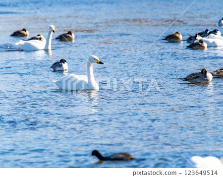 Graceful and beautiful swans wintering on the Arakawa River in the Tokyo metropolitan area 123649514
