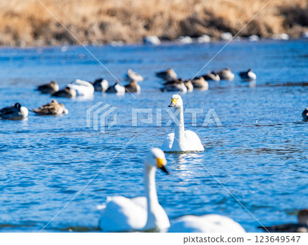 Graceful and beautiful swans wintering on the Arakawa River in the Tokyo metropolitan area 123649547