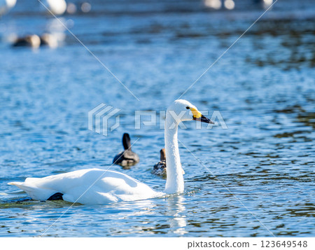 Graceful and beautiful swans wintering on the Arakawa River in the Tokyo metropolitan area 123649548