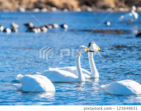 Graceful and beautiful swans wintering on the Arakawa River in the Tokyo metropolitan area 123649631