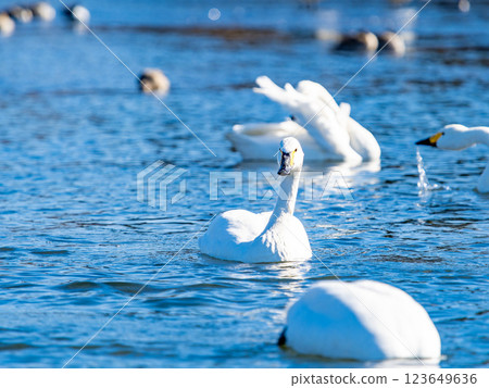 Graceful and beautiful swans wintering on the Arakawa River in the Tokyo metropolitan area 123649636