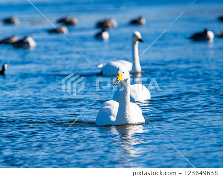 Graceful and beautiful swans wintering on the Arakawa River in the Tokyo metropolitan area 123649638