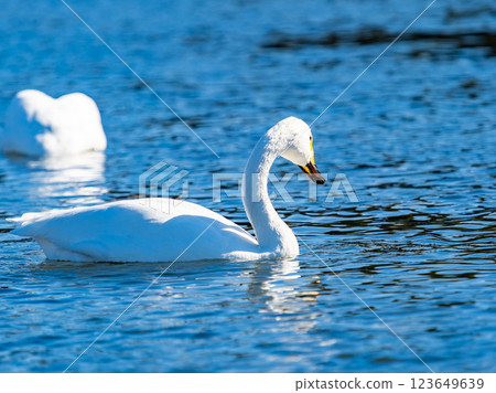 Graceful and beautiful swans wintering on the Arakawa River in the Tokyo metropolitan area 123649639