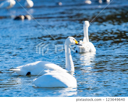 Graceful and beautiful swans wintering on the Arakawa River in the Tokyo metropolitan area 123649640