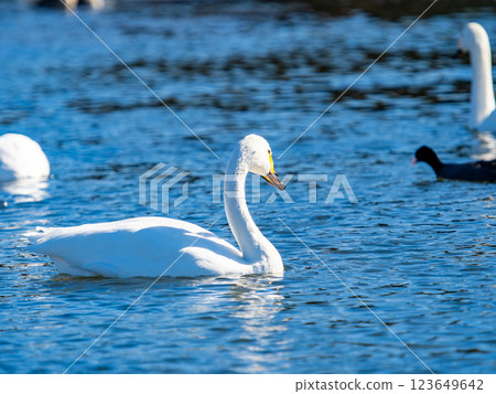 Graceful and beautiful swans wintering on the Arakawa River in the Tokyo metropolitan area 123649642