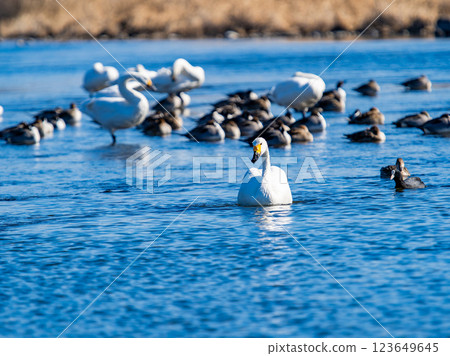 Graceful and beautiful swans wintering on the Arakawa River in the Tokyo metropolitan area 123649645