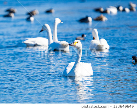 東京都荒川上過冬的優雅美麗的天鵝 123649649
