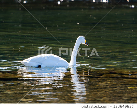 Graceful and beautiful swans wintering on the Arakawa River in the Tokyo metropolitan area Graceful and beautiful swans wintering on the Arakawa River in the Tokyo metropolitan area 123649655