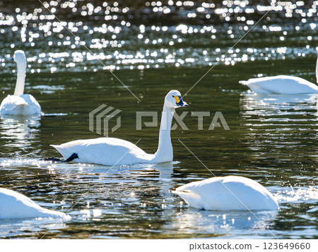 Graceful and beautiful swans wintering on the Arakawa River in the Tokyo metropolitan area 123649660
