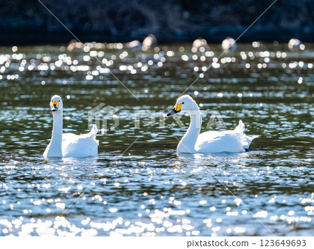東京都荒川上過冬的優雅美麗的天鵝 123649693