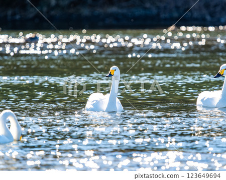 東京都荒川上過冬的優雅美麗的天鵝 123649694