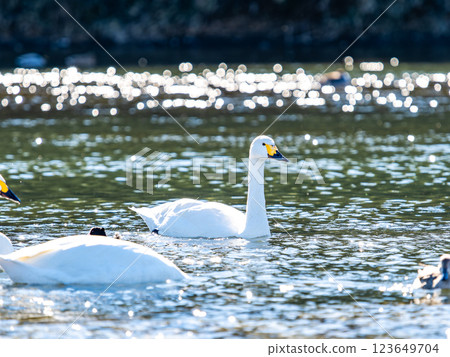 東京都荒川上過冬的優雅美麗的天鵝 123649704