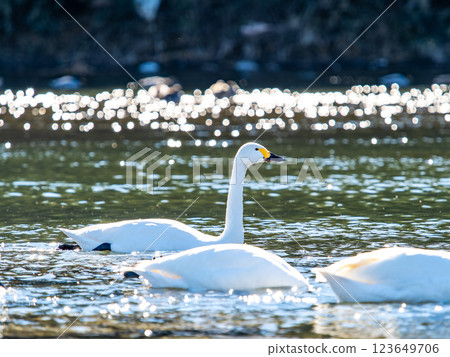 Graceful and beautiful swans wintering on the Arakawa River in the Tokyo metropolitan area Graceful and beautiful swans wintering on the Arakawa River in the Tokyo metropolitan area 123649706