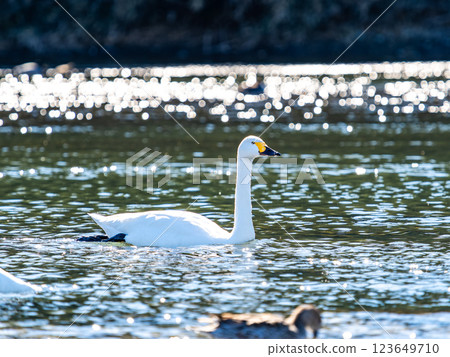Graceful and beautiful swans wintering on the Arakawa River in the Tokyo metropolitan area 123649710