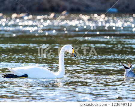 東京都荒川上過冬的優雅美麗的天鵝 123649712
