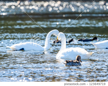 Graceful and beautiful swans wintering on the Arakawa River in the Tokyo metropolitan area 123649719
