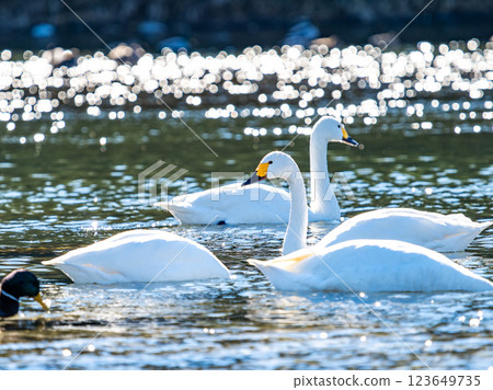 Graceful and beautiful swans wintering on the Arakawa River in the Tokyo metropolitan area 123649735
