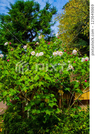 [Kyoto Scenery] Shisendo October Flowers (Drunken Hibiscus, Asters, Platycodon, etc.) 123649869