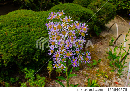 [京都風景] 紫苑花十月花 (醉芙蓉、紫苑花、風鈴草等) 123649876