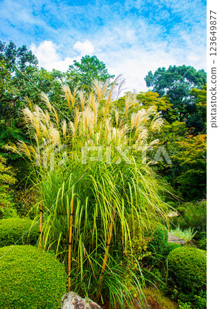[京都風景] 紫苑花十月花 (醉芙蓉、紫苑花、風鈴草等) 123649877
