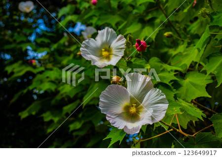 [京都風景] 紫苑花十月花 (醉芙蓉、紫苑花、風鈴草等) 123649917