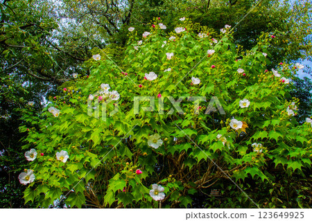 [京都風景] 紫苑花十月花 (醉芙蓉、紫苑花、風鈴草等) 123649925