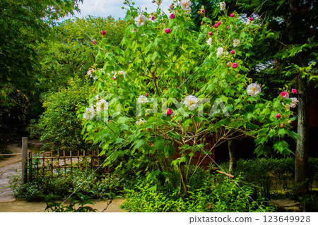 [Kyoto Scenery] Shisendo October Flowers (Drunken Hibiscus, Asters, Platycodon, etc.) 123649928