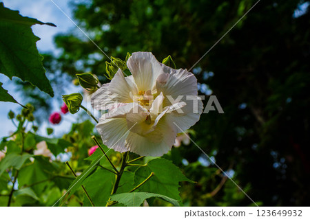 [京都風景] 紫苑花十月花 (醉芙蓉、紫苑花、風鈴草等) 123649932