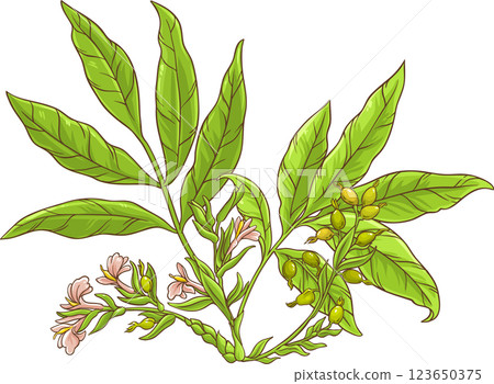 Cardamom Plant Colored Detailed Illustration. 123650375