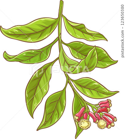 Clove Branch  Colored Detailed Illustration. 123650380