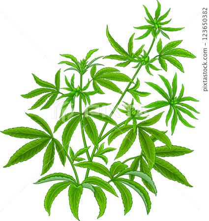 Hemp Plant with Leaves Colored Detailed Illustration 123650382