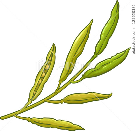 Mustard Branch with Seeds Colored Detailed Illustration 123650383