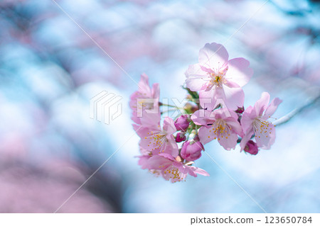 Kawazu cherry blossoms shining through the light 123650784