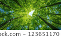 vibrant view of forest canopy with lush green leaves and tall trees reaching towards sky, creating serene and peaceful atmosphere 123651170