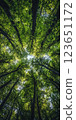 Aerial view of lush green trees reaching towards sky, creating serene and peaceful atmosphere in forest. vibrant leaves form natural canopy 123651172