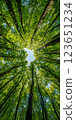 Looking up at vibrant green forest canopy with tall trees and sunlight filtering through leaves, creating serene atmosphere 123651234