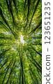 Looking up at lush green forest canopy with sunlight filtering through leaves, creating serene and vibrant atmosphere 123651235