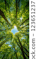 Looking up at vibrant canopy of green leaves and trees, creating natural frame around blue sky. sunlight filters through, enhancing serene atmosphere 123651237