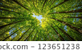 Looking up at vibrant green forest canopy with sunlight filtering through leaves, creating serene and peaceful atmosphere 123651238