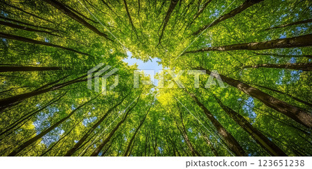 Looking up at vibrant green forest canopy with sunlight filtering through leaves, creating serene and peaceful atmosphere 123651238