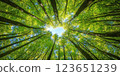 Looking up at vibrant canopy of green leaves and tall trees, sunlight filters through branches, creating serene and peaceful atmosphere in forest 123651239