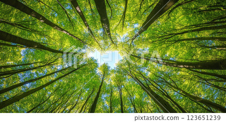 Looking up at vibrant canopy of green leaves and tall trees, sunlight filters through branches, creating serene and peaceful atmosphere in forest 123651239