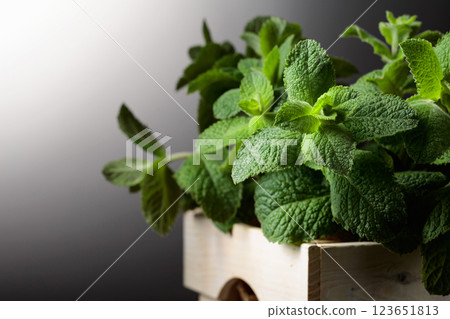 Fresh mint in a white wooden box. 123651813