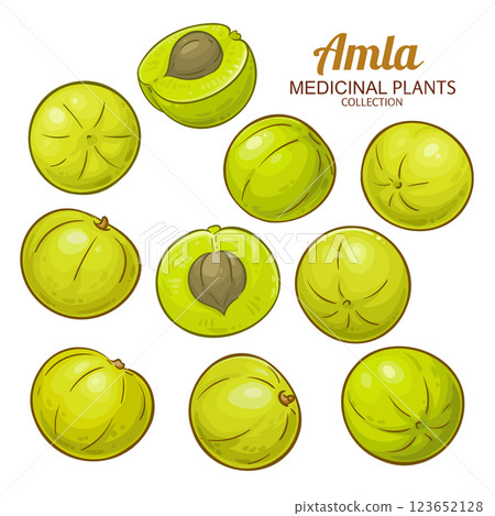 Amla Fruit Colored Detailed Illustration. 123652128
