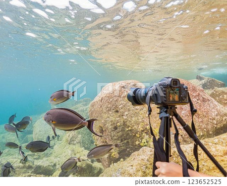 水下的寂靜與生命的光輝 123652525